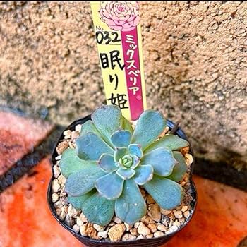 Amazon.co.jp: 多肉植物 おらいさん苗 眠り姫 ミックスベリア 札なし